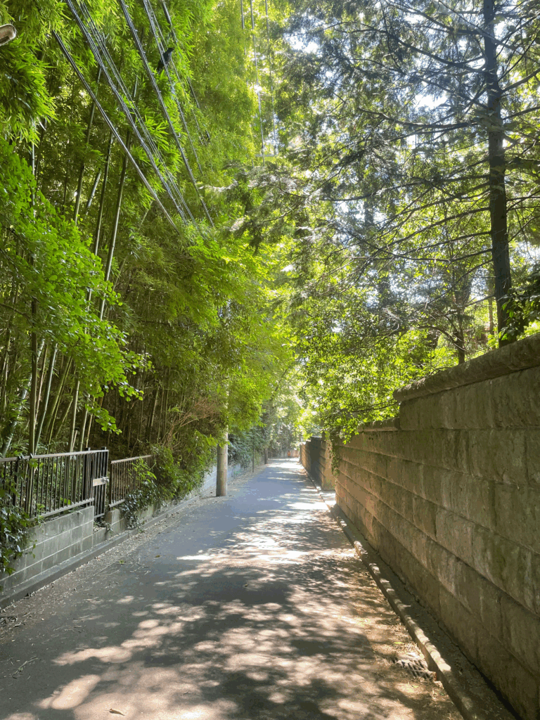 日吉の森庭園のすぐ近くの竹林