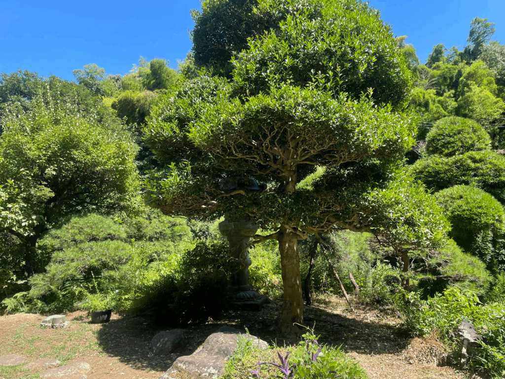 日吉の森庭園