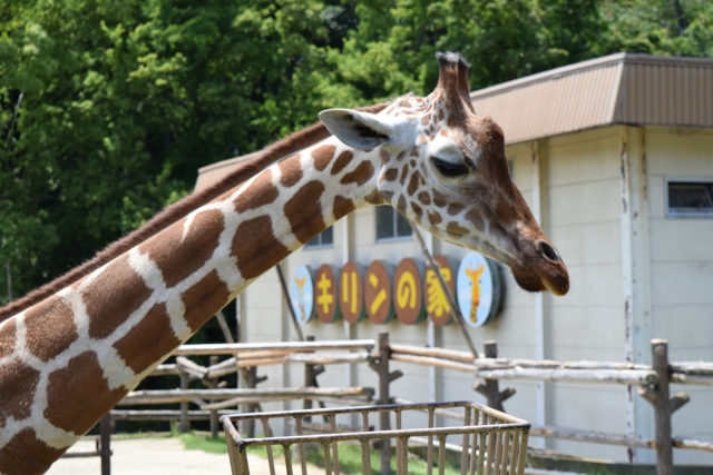 みさき公園が閉園した理由と現在の跡地は？――家族や遠足の記憶をたどる思い出の遊園地