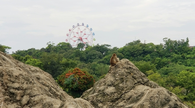 みさき公園が閉園した理由と現在の跡地は？――家族や遠足の記憶をたどる思い出の遊園地