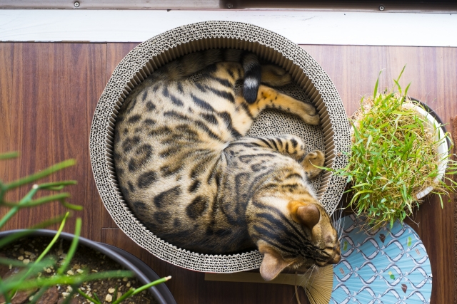 猫は液体って本当？冗談かと思いきや実は論文まで出ていた！柔らかすぎる体の秘密を理系の視点で徹底解説！