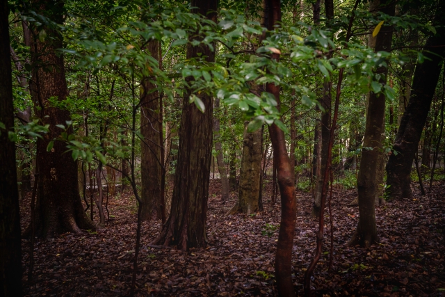 Xファイル『第14話:性を曲げるもの(Gender Bender)』感想・解説|性別が変わる”触れてあやめる存在”──今じゃ絶対放送できない異色回を振り返る