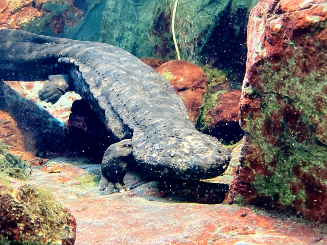 Xファイルシーズン1『第16話:再生(Young at Heart)』感想・解説|若返り実験とモルダーの過去が交錯する回