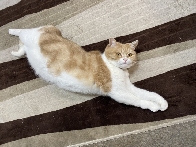 猫は液体って本当?冗談かと思いきや実は論文まで出ていた!柔らかすぎる体の秘密を理系の視点で徹底解説!