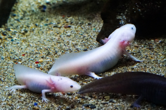 Xファイルシーズン1『第16話:再生(Young at Heart)』感想・解説|若返り実験とモルダーの過去が交錯する回