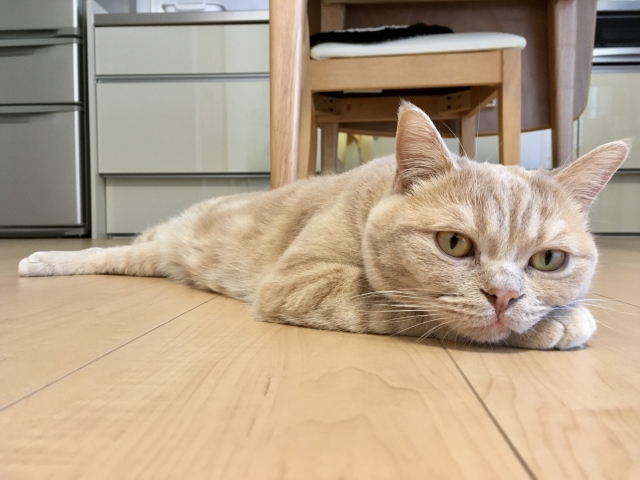 猫は液体って本当?冗談かと思いきや実は論文まで出ていた!柔らかすぎる体の秘密を理系の視点で徹底解説!