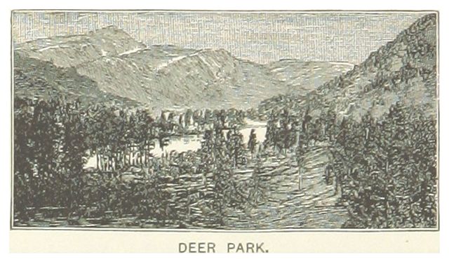 ディズニー映画『バンビ(Bambi)』感想|別れと命のバトンが静かに巡る、森の物語【Disney】