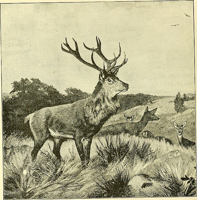 ディズニー映画『バンビ(Bambi)』感想|別れと命のバトンが静かに巡る、森の物語【Disney】