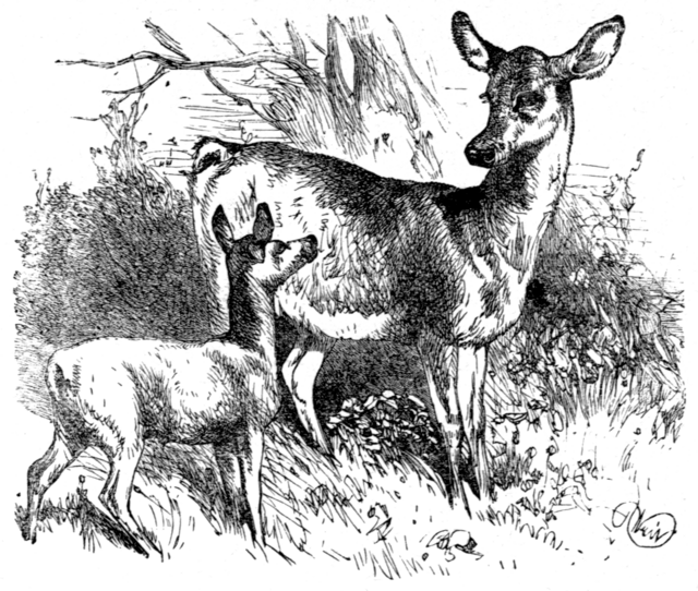 ディズニー映画『バンビ(Bambi)』感想|別れと命のバトンが静かに巡る、森の物語【Disney】