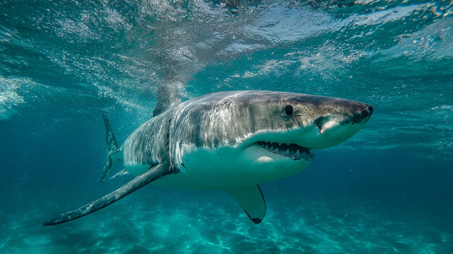 ディープ・ブルー感想考察|サメの脳で認知症治療!?お約束ぶち壊し系パニック映画、なのになぜか満足度が高い理由