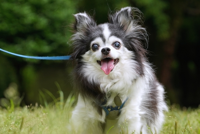 『犬を盗む』ネタバレなし感想|犬と人と日常のズレが重なる静かな群像ミステリー【中山七里】