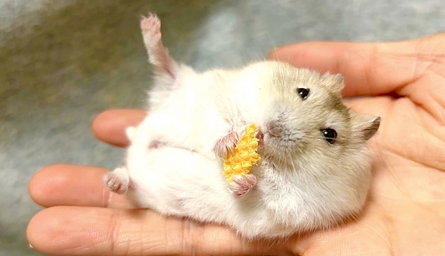 飼いハムスターの“野生本能”は残っているのか?Dr.Plantsの実験動画が衝撃すぎた件【YouTubeレビュー】