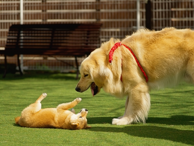 【犬好き集合】柴犬が「和風」に見えるのは気のせいじゃない。洋犬との決定的な“3つの違い”