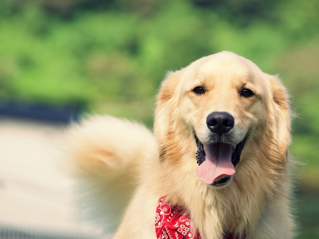 【犬好き集合】柴犬が「和風」に見えるのは気のせいじゃない。洋犬との決定的な“3つの違い