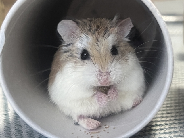 飼いハムスターの“野生本能”は残っているのか?Dr.Plantsの実験動画が衝撃すぎた件【YouTubeレビュー】