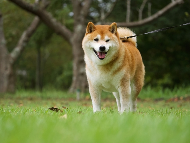 『WANTON(ワントン)』はどんな雑誌?柴犬が目印のニュートン増刊号をレビュー【内容・特徴まとめ】