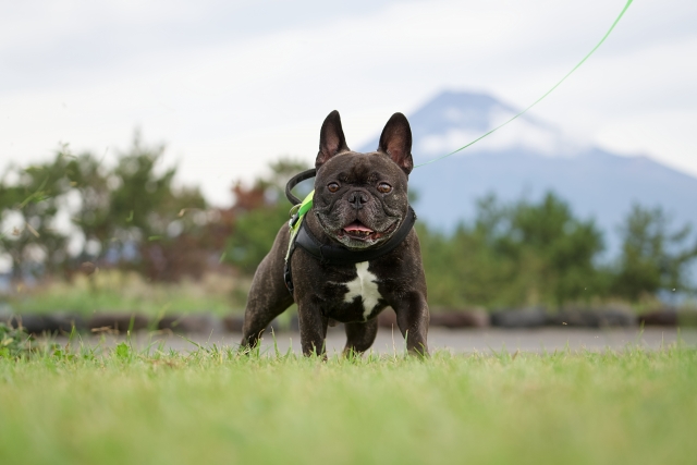 『WANTON(ワントン)』はどんな雑誌?柴犬が目印のニュートン増刊号をレビュー【内容・特徴まとめ】