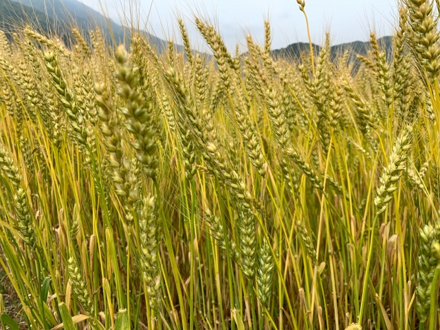 【検証】ネスレミロは便秘に効く？30日間毎日飲んで分かった正直な結果と成分・向いてそうな人/向いてなさそうな人まとめ